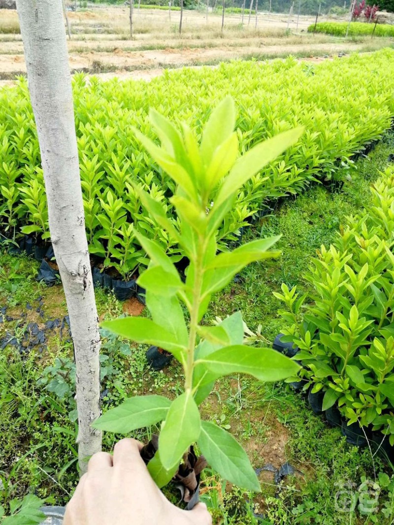 大量现货3斤袋，7斤袋毛杜鹃出售，货源充足，价格美丽