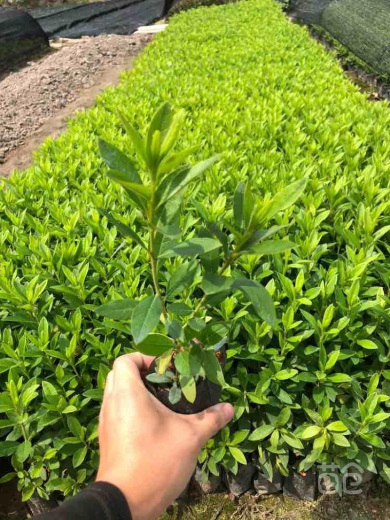 大量现货3斤袋，7斤袋毛杜鹃出售，货源充足，价格美丽