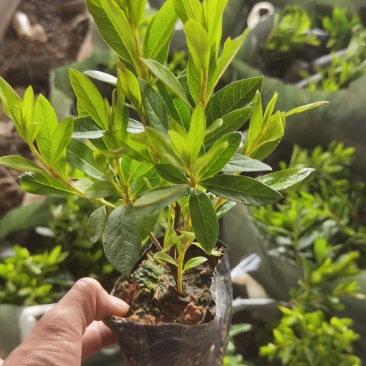 大量现货3斤袋，7斤袋毛杜鹃出售，货源充足，价格美丽