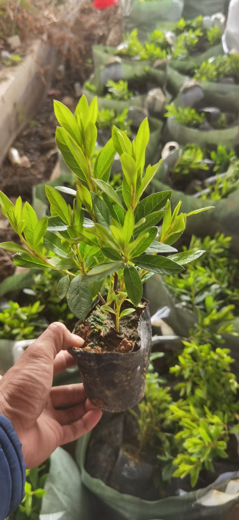 大量现货3斤袋，7斤袋毛杜鹃出售，货源充足，价格美丽