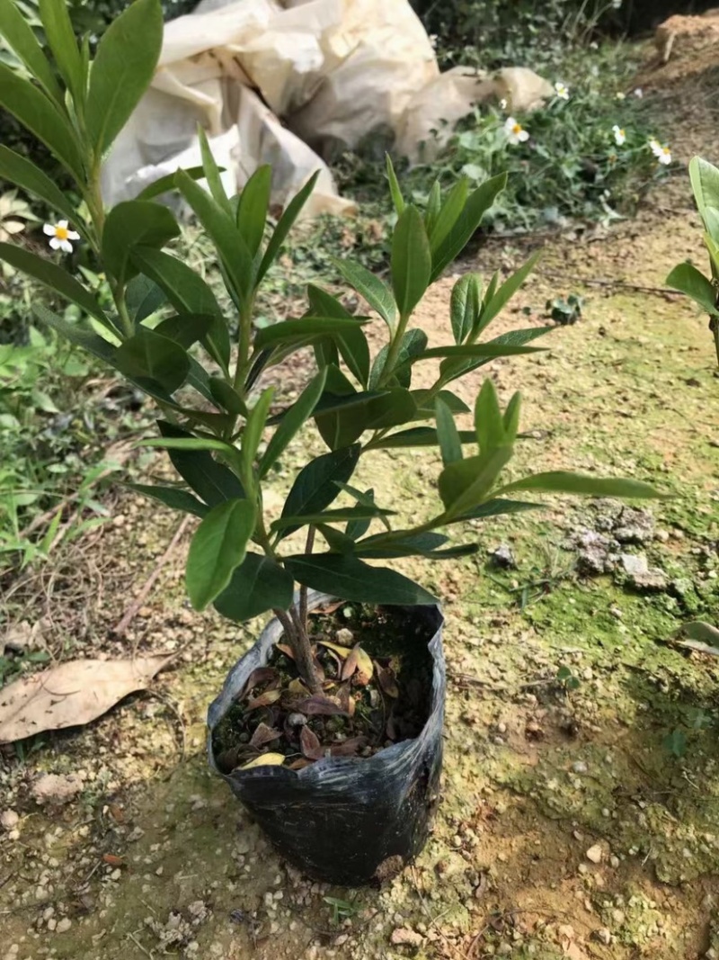 大量现货3斤袋，7斤袋毛杜鹃出售，货源充足，价格美丽