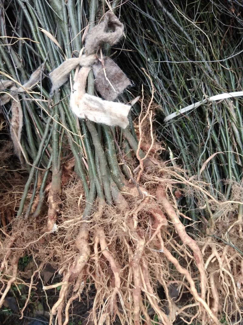 大量供应野生岗梅种苗