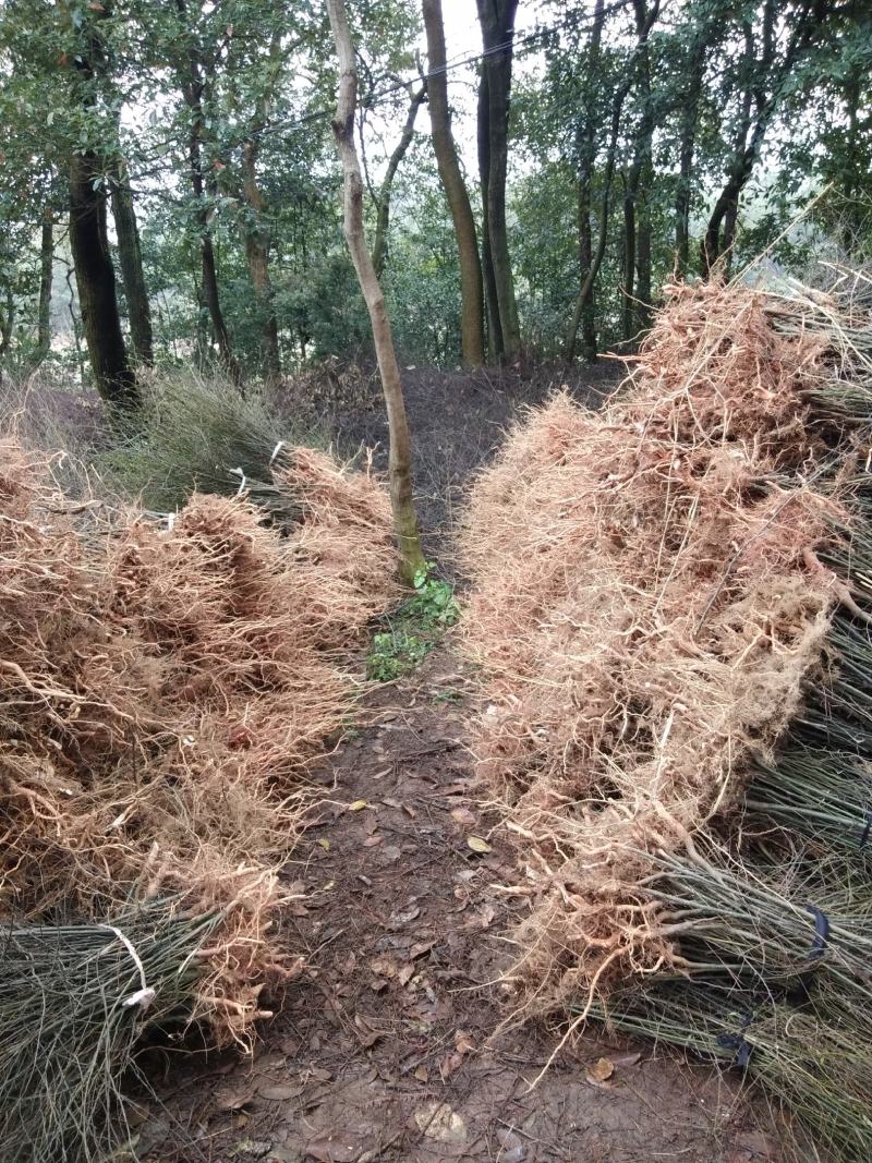 大量供应野生岗梅种苗