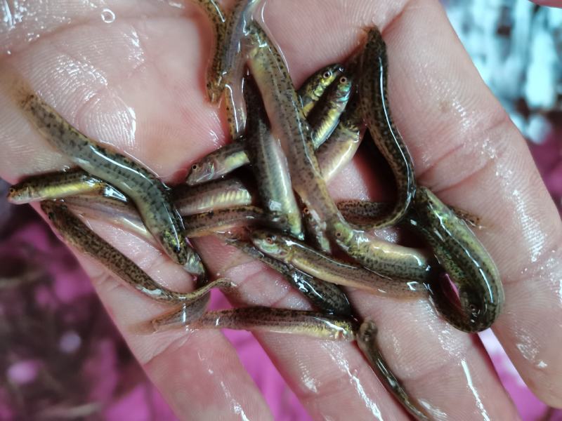 【泥鳅苗】台湾1号泥鳅苗.台湾金鳅苗.规格齐全.一手货源