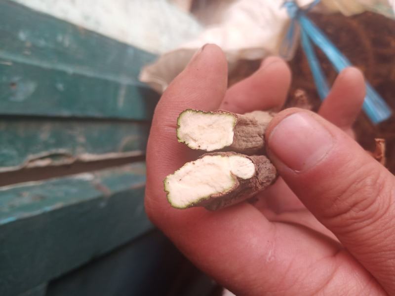 水菖蒲（臭蒲根）山东临沂产地新货产地直销