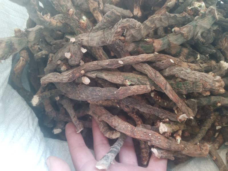 水菖蒲（臭蒲根）山东临沂产地新货产地直销