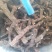 水菖蒲（臭蒲根）山东临沂产地新货产地直销