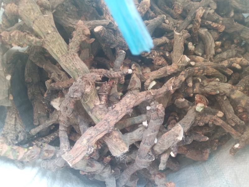 水菖蒲（臭蒲根）山东临沂产地新货产地直销