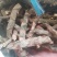 水菖蒲（臭蒲根）山东临沂产地新货产地直销