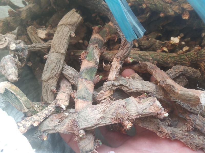 水菖蒲（臭蒲根）山东临沂产地新货产地直销