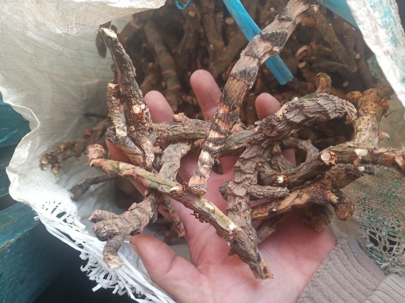 水菖蒲（臭蒲根）山东临沂产地新货产地直销