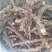 水菖蒲（臭蒲根）山东临沂产地新货产地直销