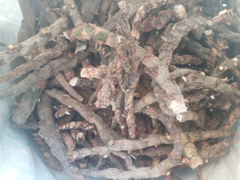 水菖蒲（臭蒲根）山东临沂产地新货产地直销