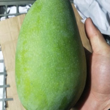 越南大青芒二级果想要的看过来