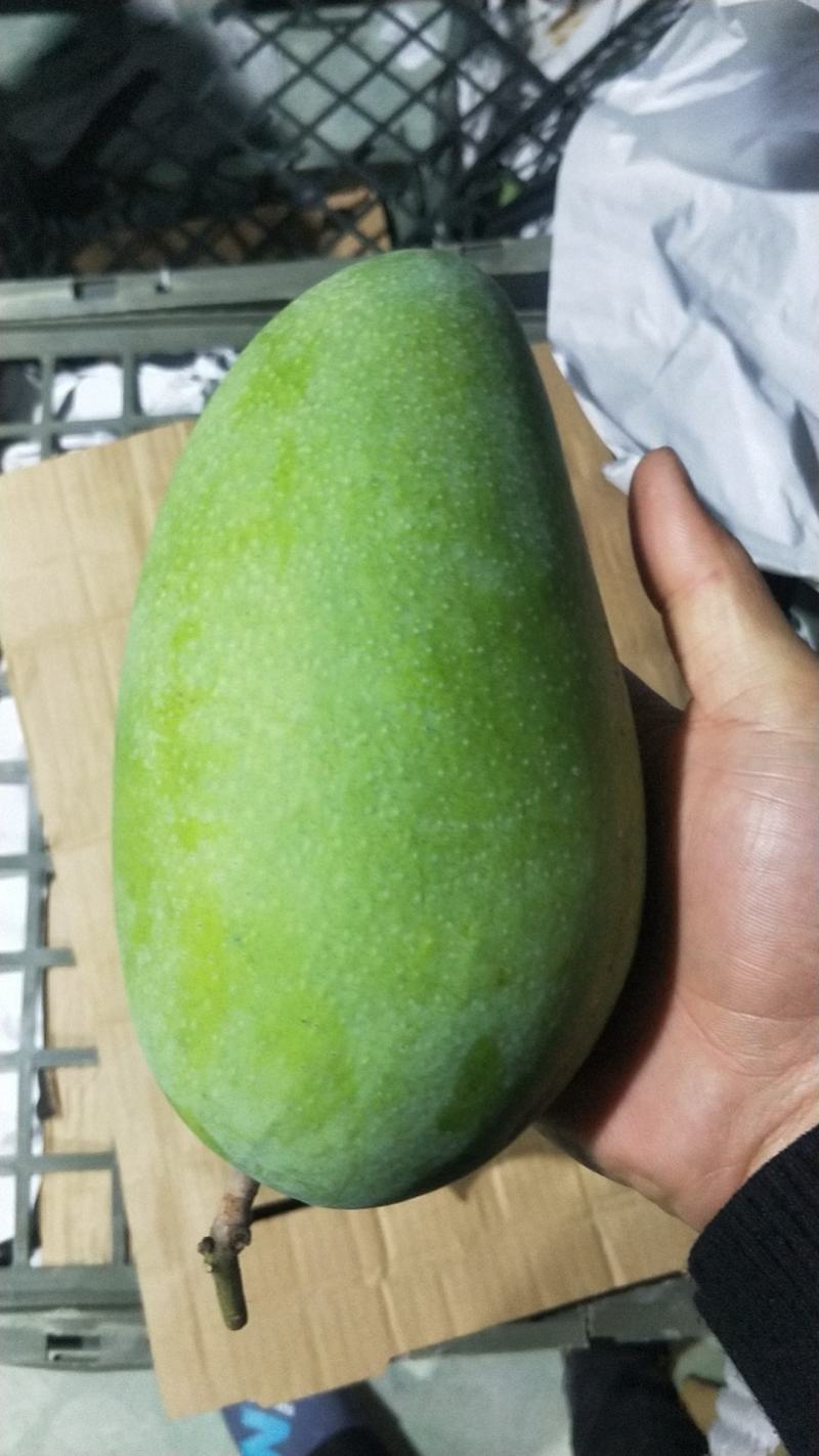 越南大青芒二级果想要的看过来