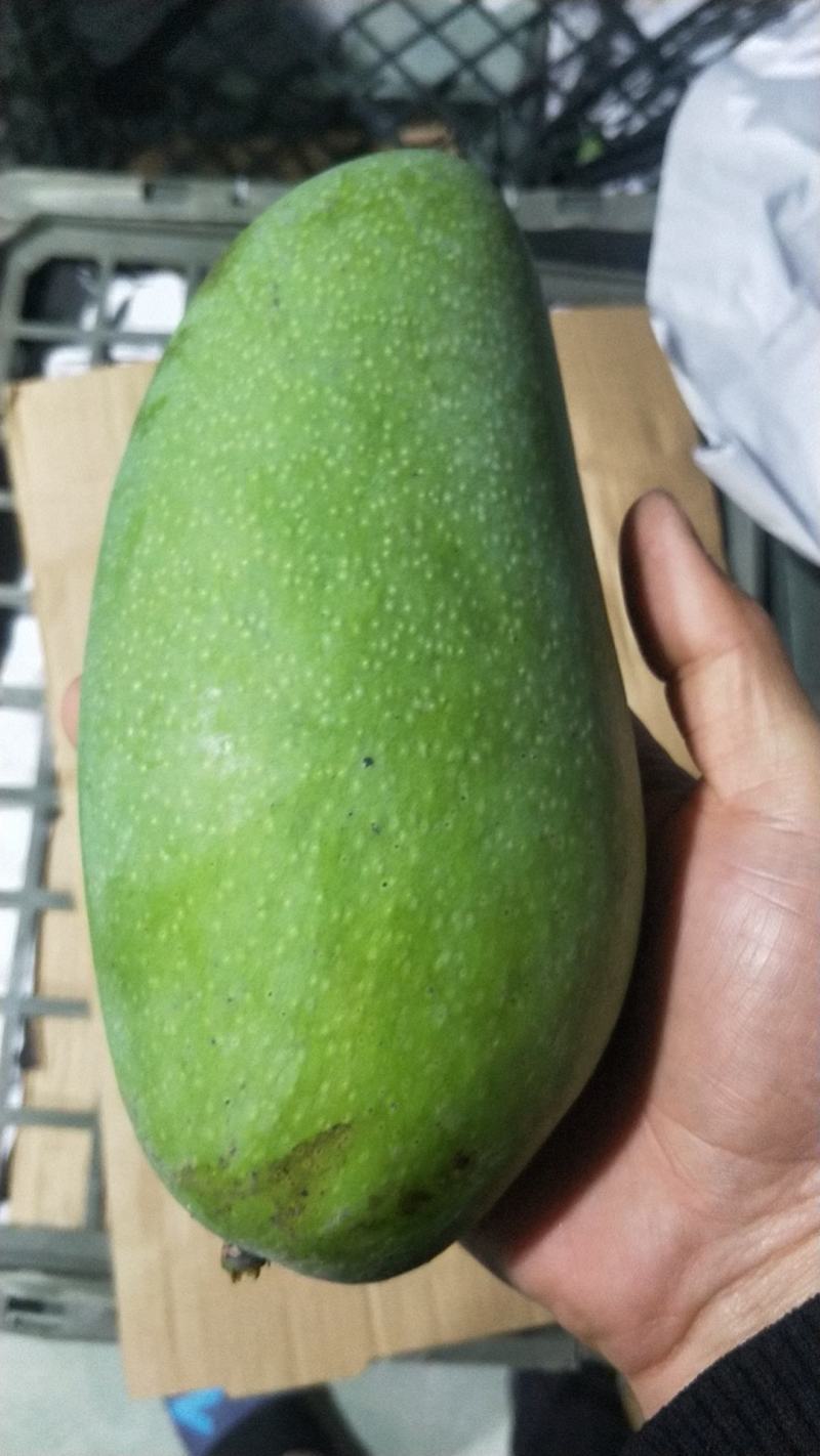 越南大青芒二级果想要的看过来