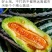 甜瓜一件代发博洋9号甜瓜原产地直销现摘现发招商对接平台
