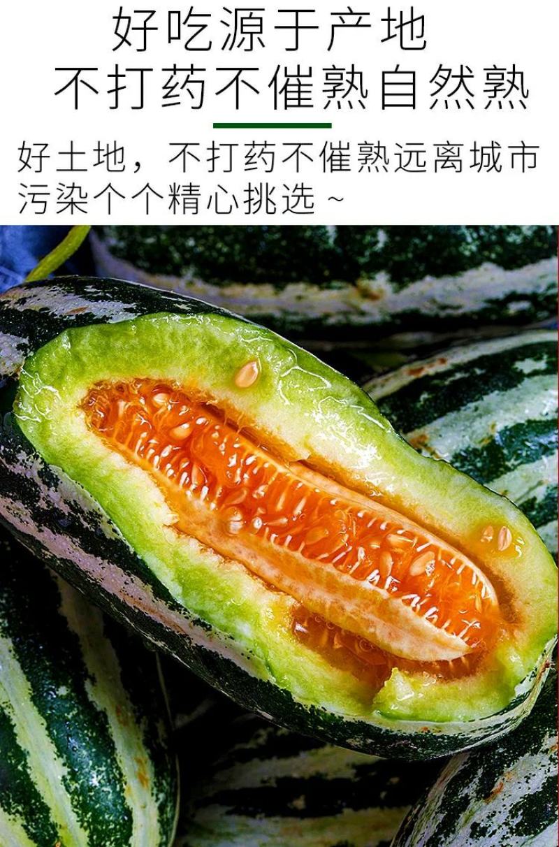 甜瓜一件代发博洋9号甜瓜原产地直销现摘现发招商对接平台