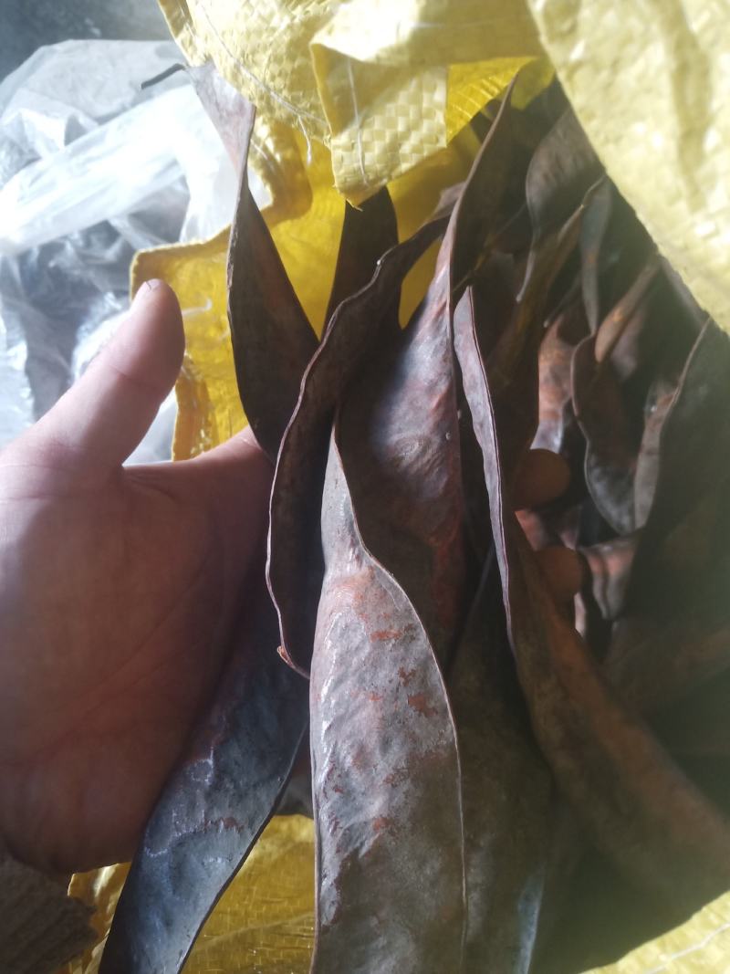 皂角大皂角板山东临沂产地直销果实饱满出仁率高
