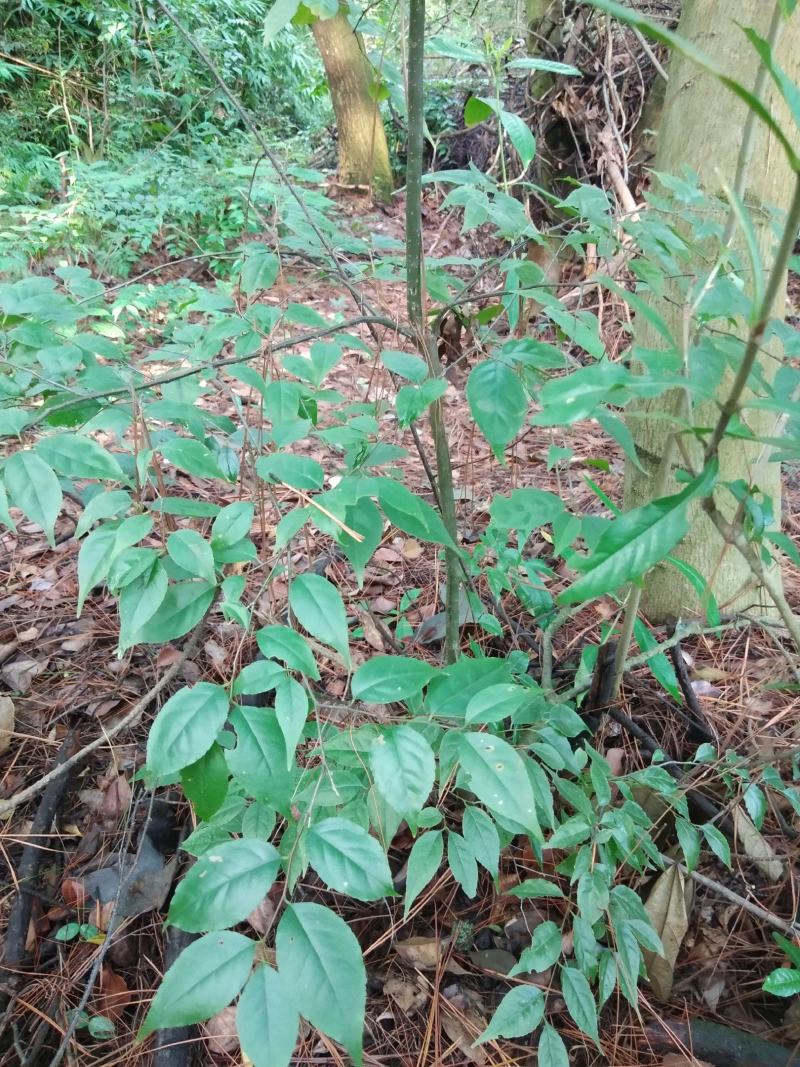 大量供应野生岗梅种苗