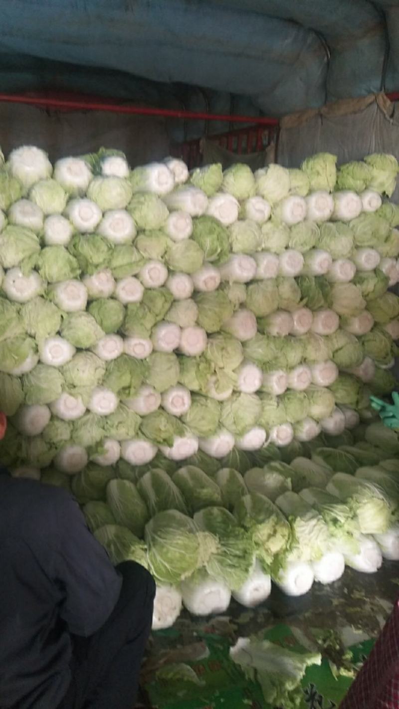 大白菜4~6斤，M5白菜，毛净都有