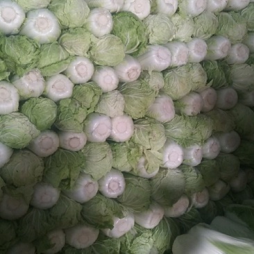 大白菜4~6斤，M5白菜，毛净都有
