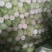 大白菜4~6斤，M5白菜，毛净都有