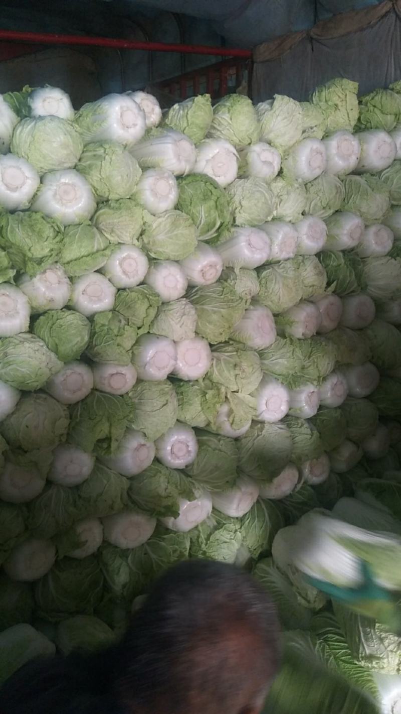 大白菜4~6斤，M5白菜，毛净都有