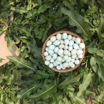 精品绿壳蛋，大号，420枚/箱，净重43-44斤日捡日发