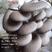 平菇菌种凤尾菇栽培种椴木种木头菌包出菇包盆景蘑菇