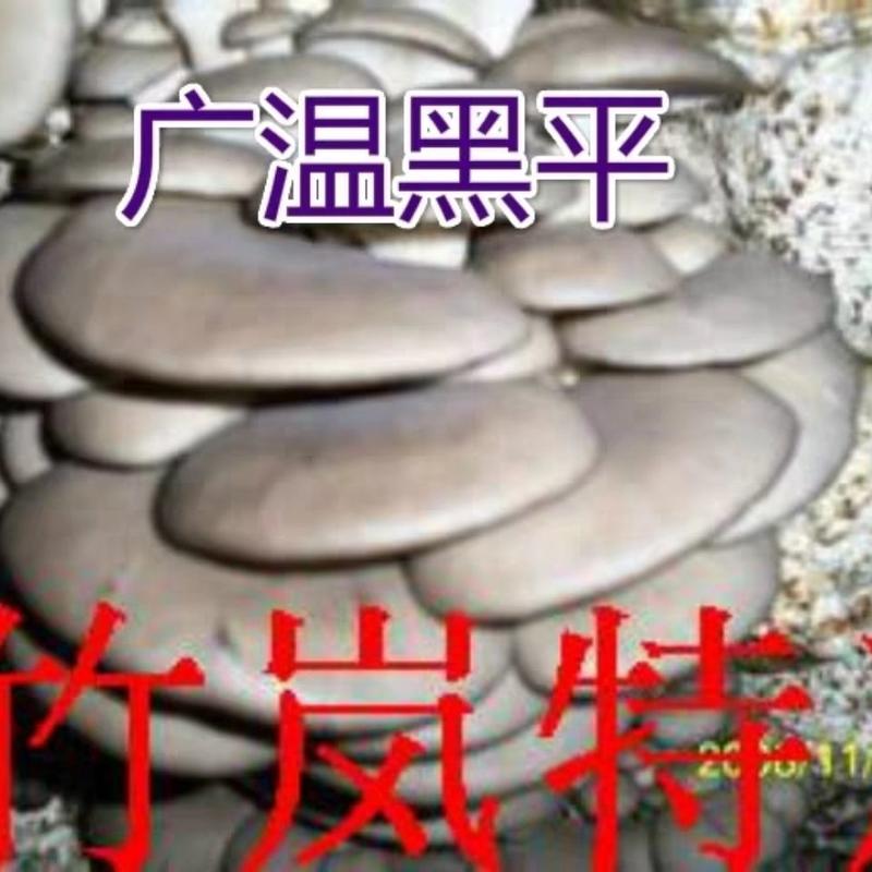平菇菌种凤尾菇栽培种椴木种木头菌包出菇包盆景蘑菇