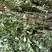 瓜子金草干品辰砂草二月花惊风草中草药草类瓜子金批发零售