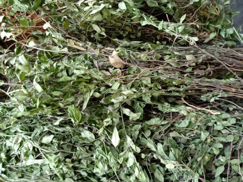 瓜子金草干品辰砂草二月花惊风草中草药草类瓜子金批发零售