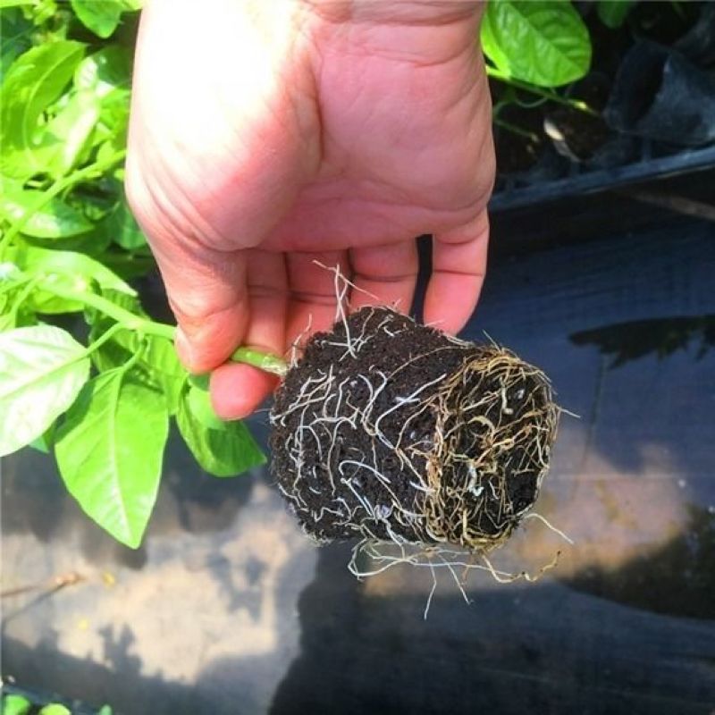 木瓜百香果苗香蜜黄金果特大百香果树苗四季爬藤南方庭