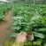 木瓜百香果苗香蜜黄金果特大百香果树苗四季爬藤南方庭