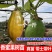 木瓜百香果苗香蜜黄金果特大百香果树苗四季爬藤南方庭