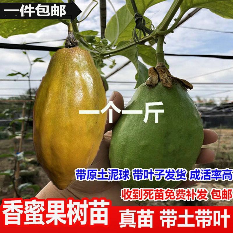 木瓜百香果苗香蜜黄金果特大百香果树苗四季爬藤南方庭
