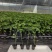 木瓜百香果苗香蜜黄金果特大百香果树苗四季爬藤南方庭