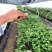 木瓜百香果苗香蜜黄金果特大百香果树苗四季爬藤南方庭