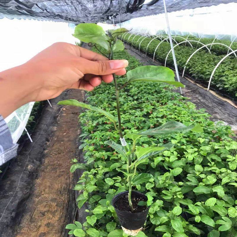 木瓜百香果苗香蜜黄金果特大百香果树苗四季爬藤南方庭