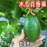 木瓜百香果苗香蜜黄金果特大百香果树苗四季爬藤南方庭