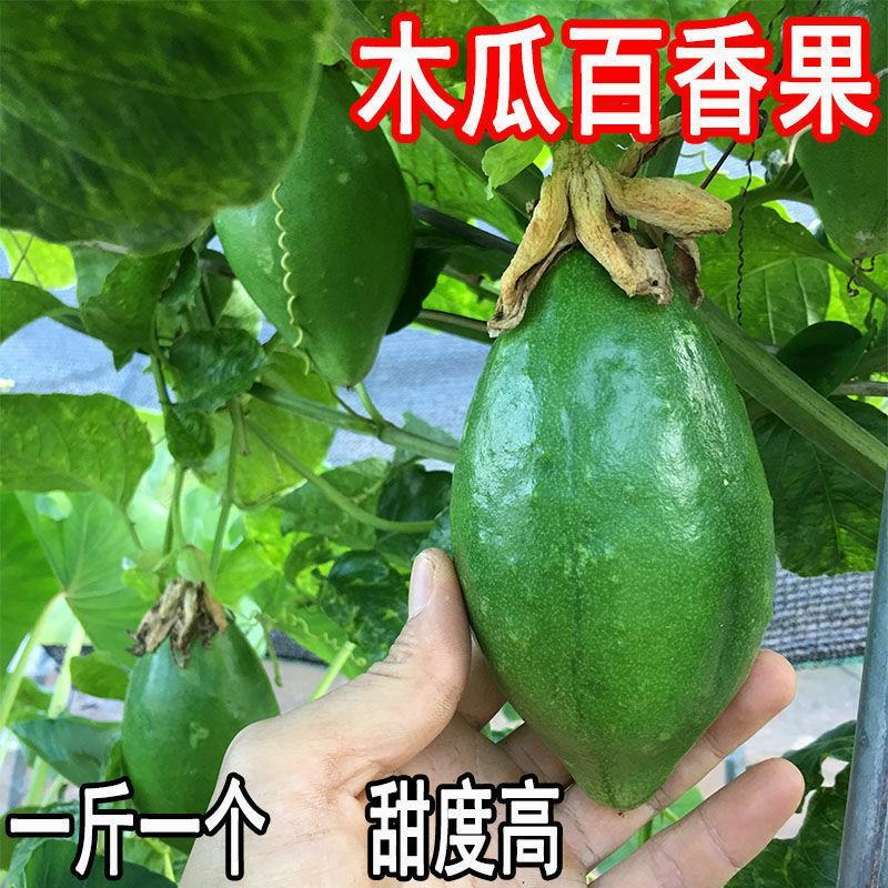木瓜百香果苗香蜜黄金果特大百香果树苗四季爬藤南方庭