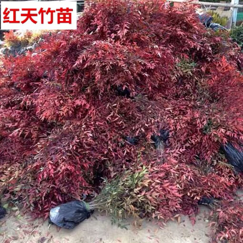 南天竹苗免费包邮基地直销量大提供发票
