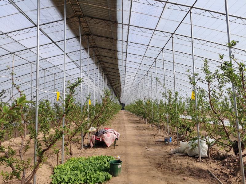 陕西大荔温室大棚蟠桃系列3-3四月上市冷棚露天接茬