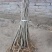 紫惠槐绿化苗木基地直发现有苗圃万亩苗木欢迎新老客户合作。