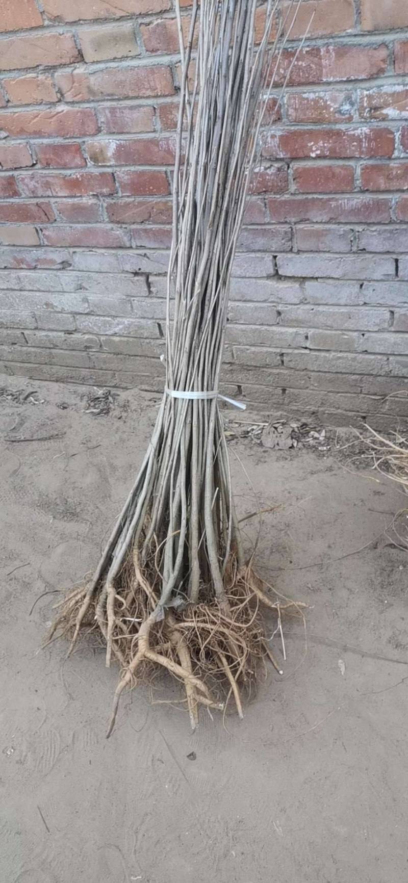 紫惠槐绿化苗木基地直发现有苗圃万亩苗木欢迎新老客户合作。