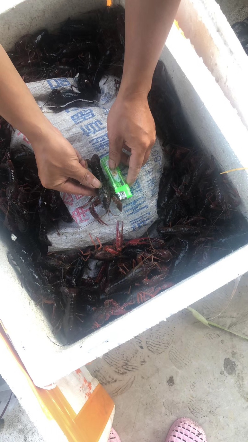 小龙虾上市了，3月15号以后有货，欢迎咨询