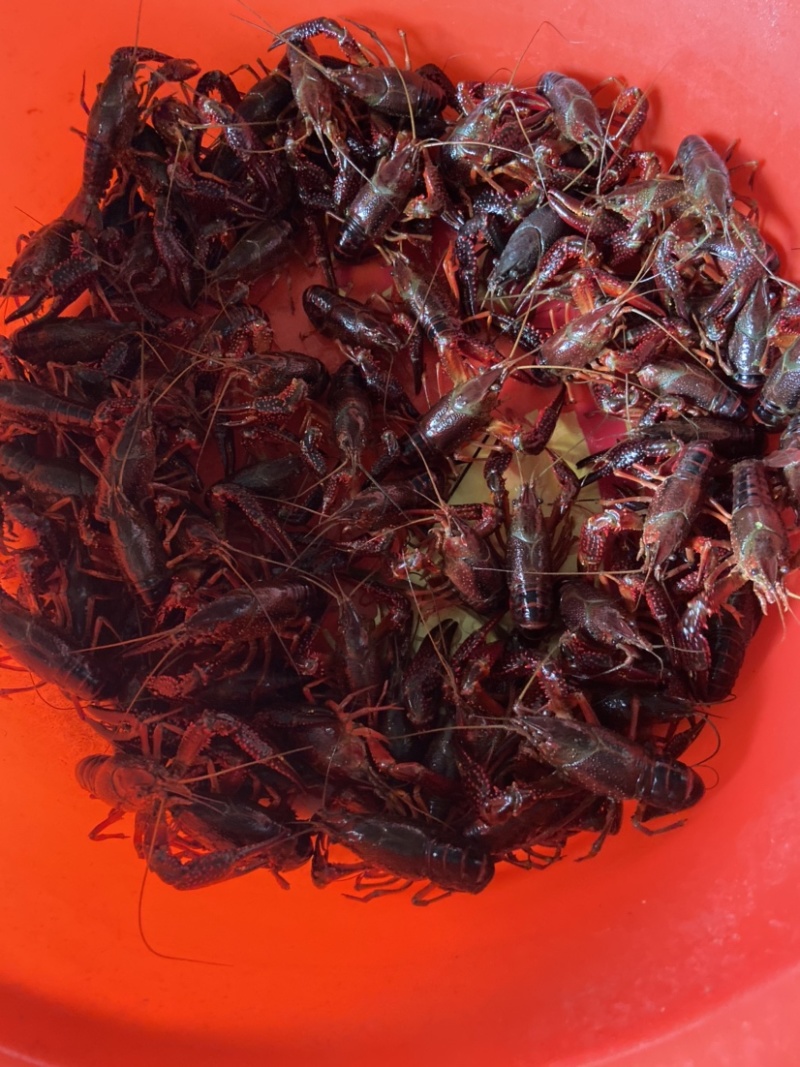 小龙虾上市了，3月15号以后有货，欢迎咨询