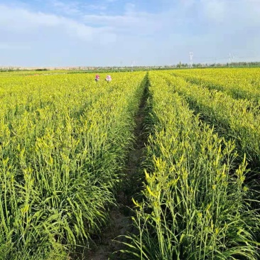 大荔黄花菜基地，大条菜种苗