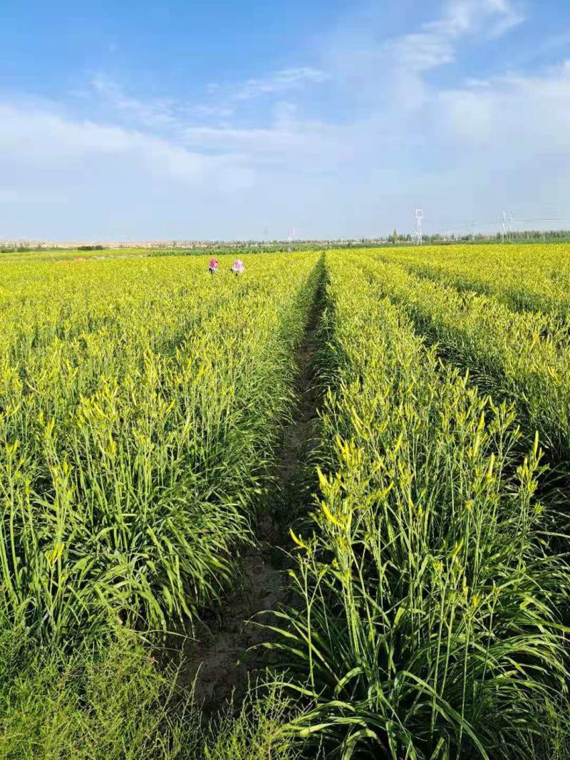 大荔黄花菜基地，大条菜种苗